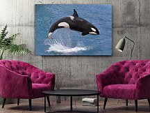 Obraz Kosatka dravá 1697